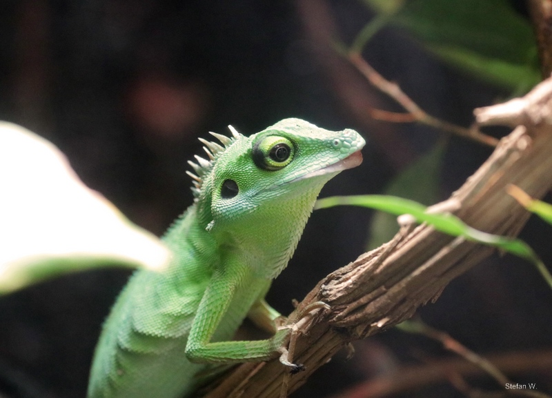 Green crested lizard (Bronchocela cristatella)