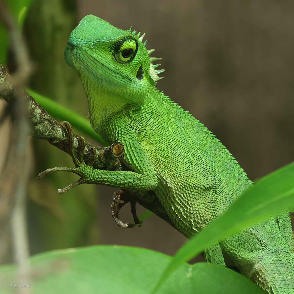 Green crested lizard : Chester Zoo : 06 Sep 2025