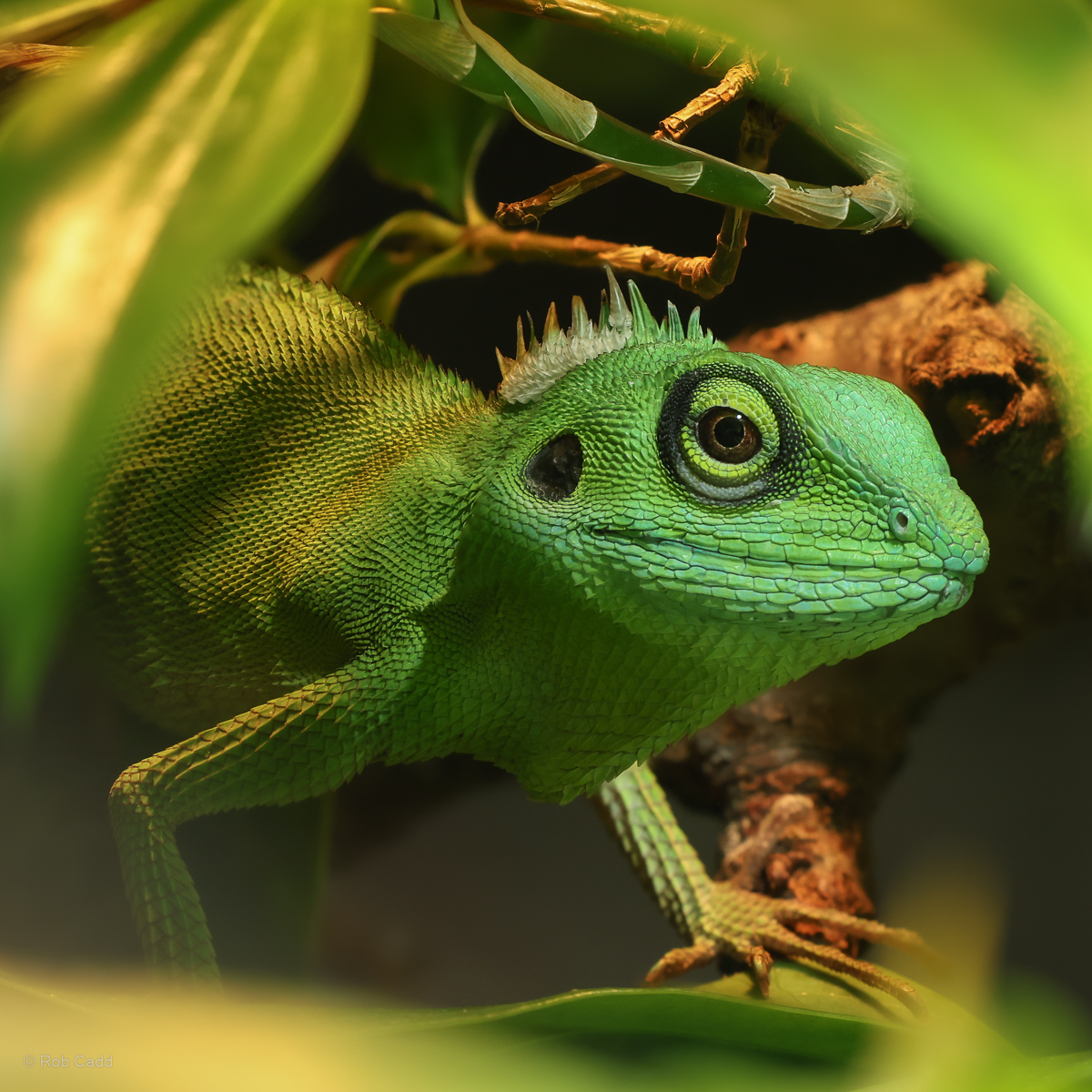Green crested lizard : Chester Zoo : 06 Sep 2025