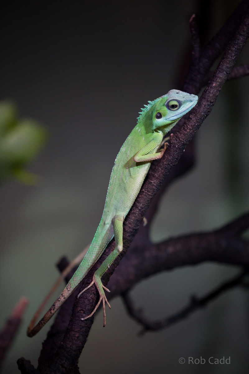 Green crested lizard : Chester Zoo : 23 Apr 2016