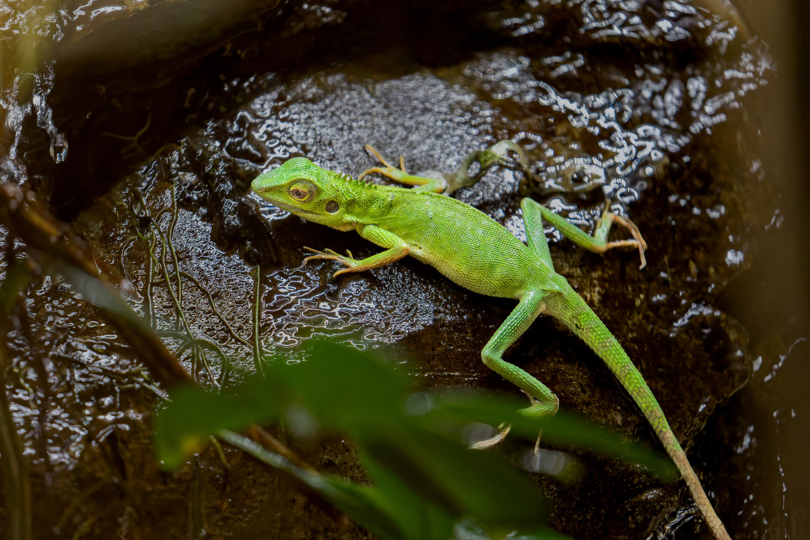 Green Crested Lizard / Chester Zoo / 9-9-22