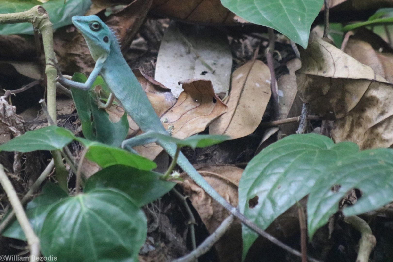 Green Crested Lizard - Pulau Ubin