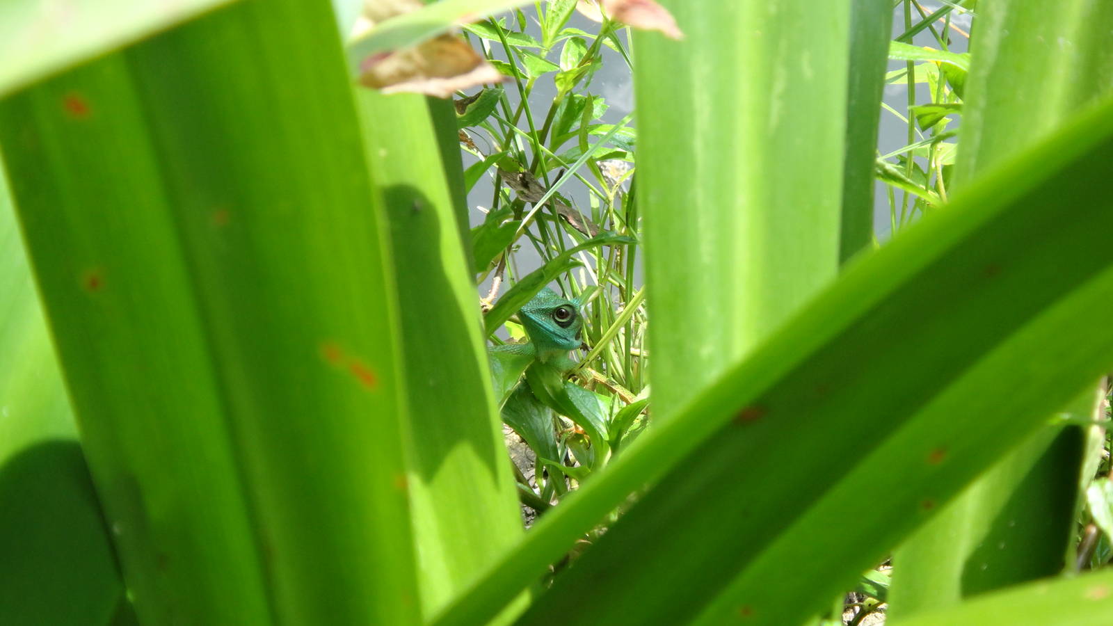 Green Crested Lizard