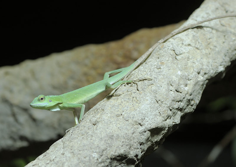 Green crested lizard