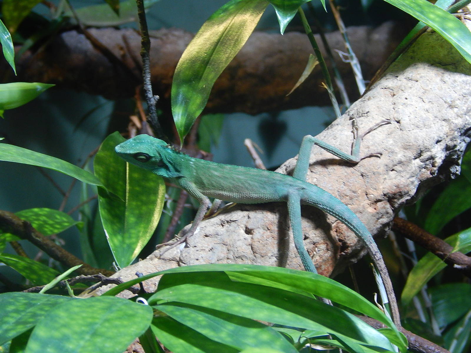 Green Crested Lizard