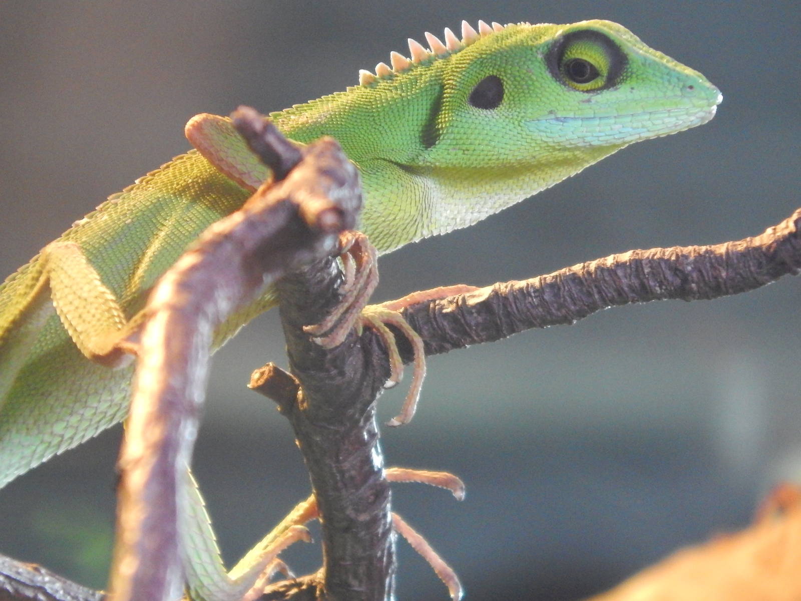 Green Crested Lizard