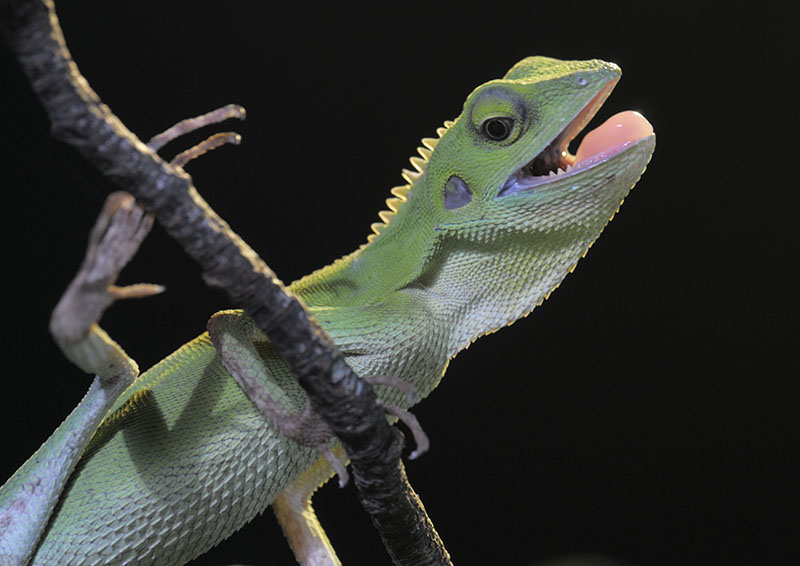 Green crested lizard