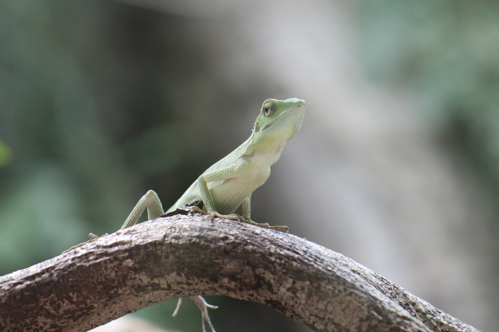 Green Crested Lizard