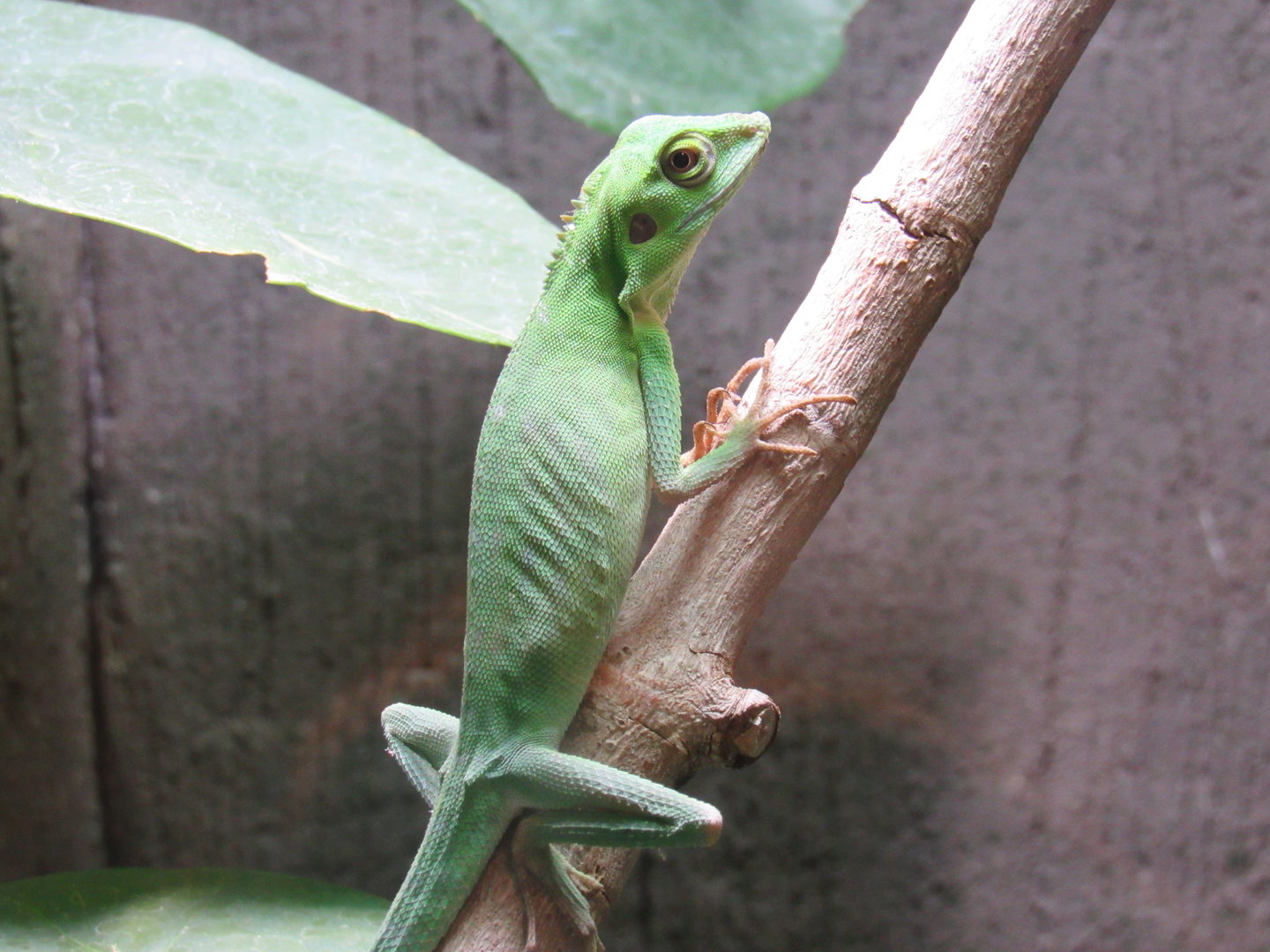Green Crested Lizard