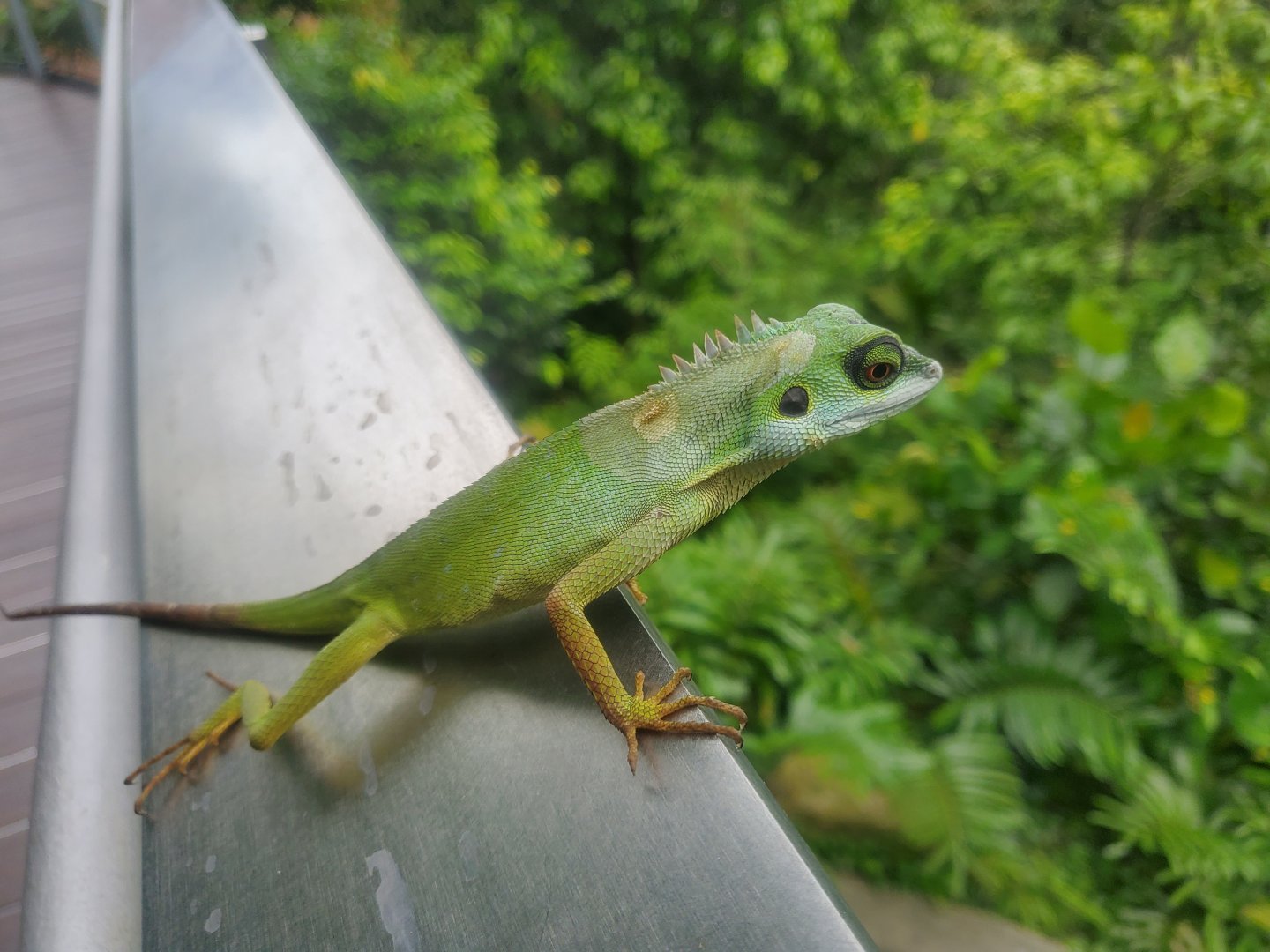 Green crested lizard