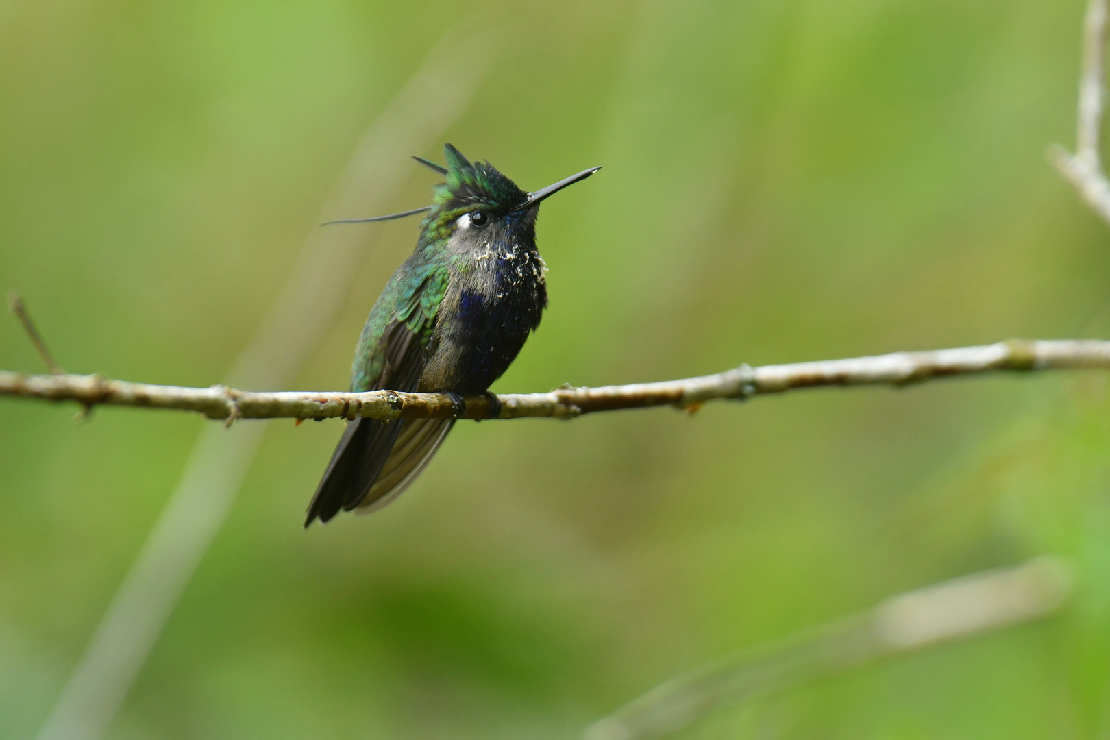Green-crested Plovercrest Stephanoxis lalandi