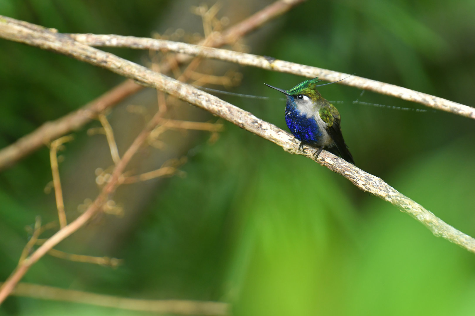 Green-crested Plovercrest Stephanoxis lalandi