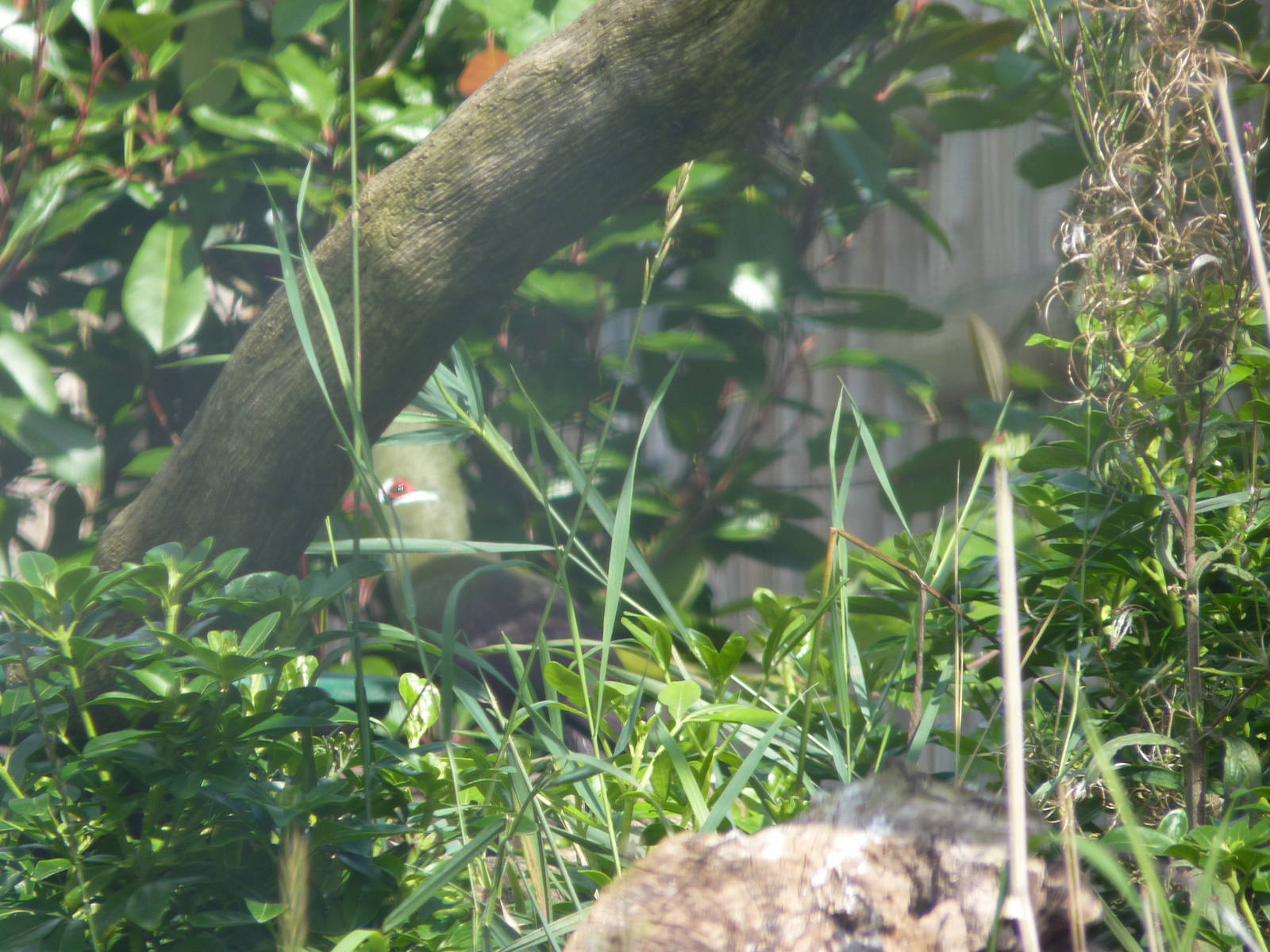 Green-Crested Touraco (Not great, sorry)