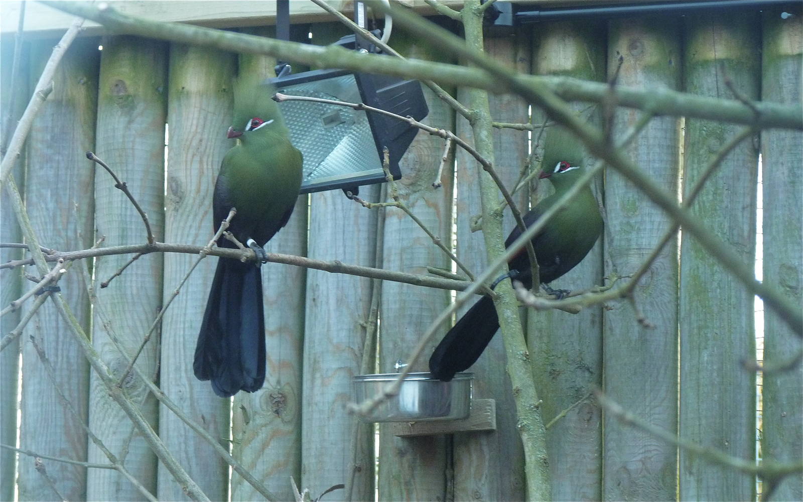 Green-Crested Touracos