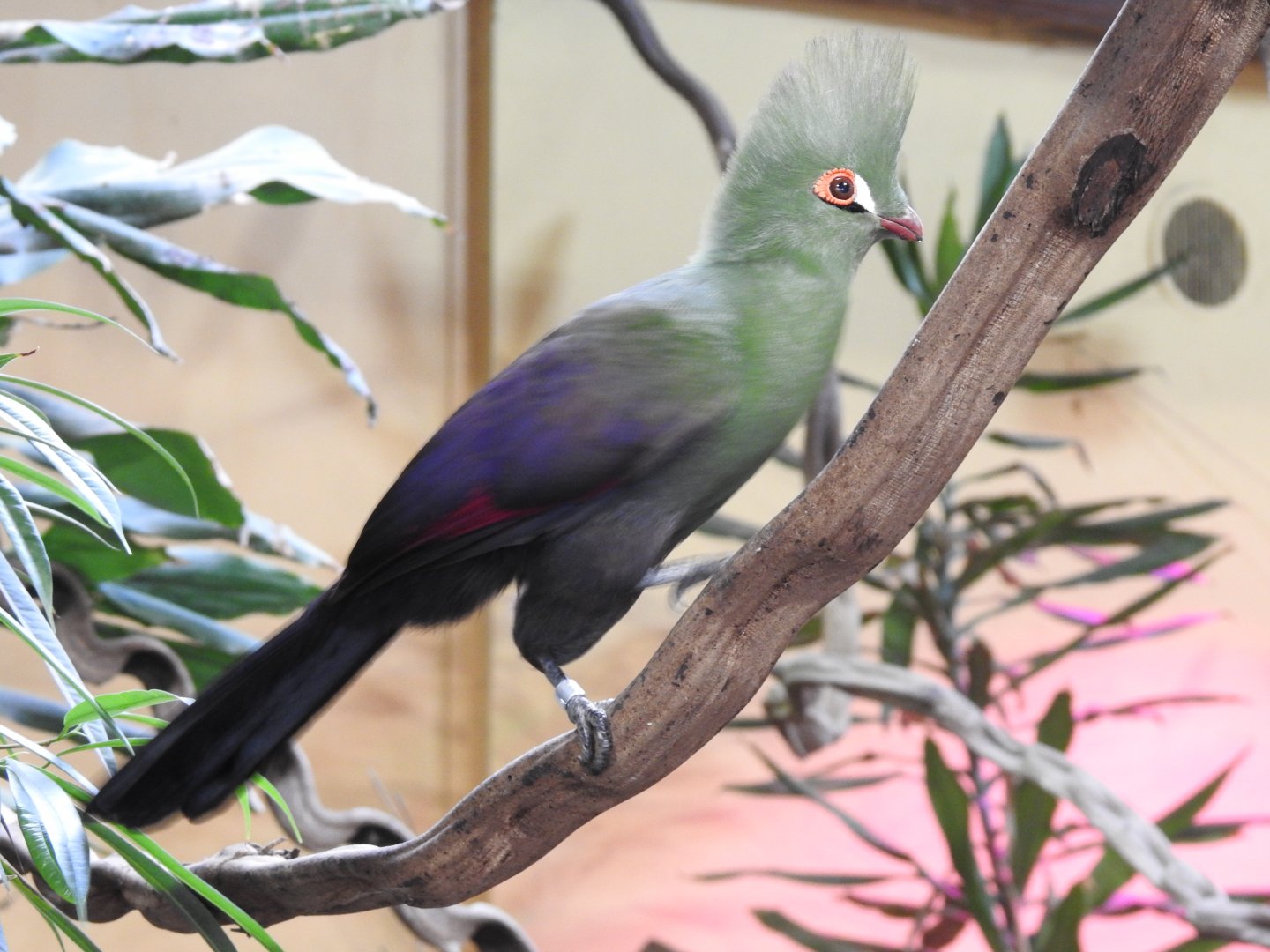 green-crested turako(Tauraco persa)