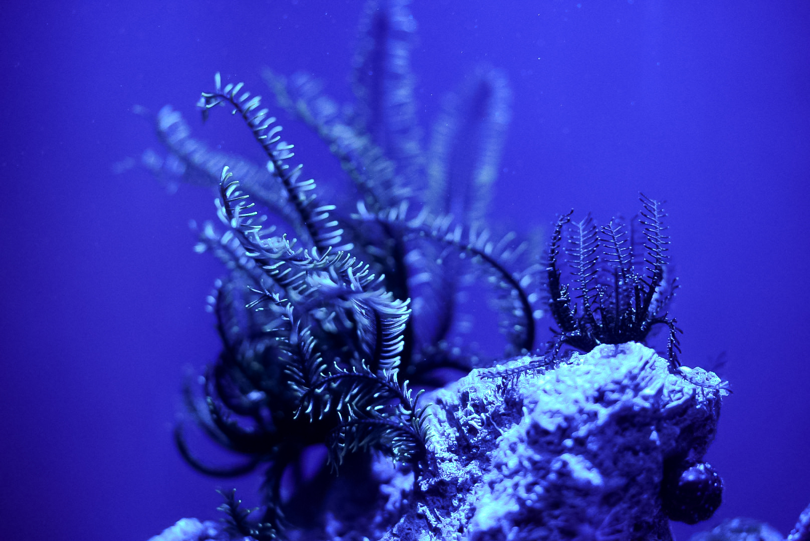 Green Crinoid Feather Stars
