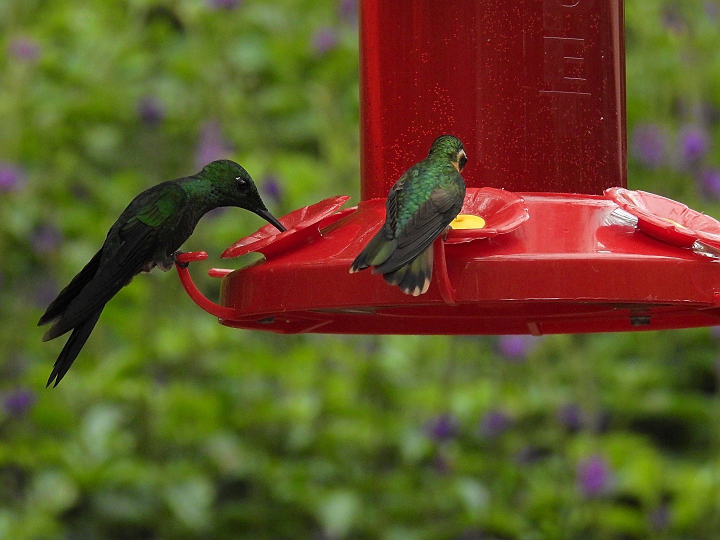 Green Crowned Brilliant and Green Thorntail