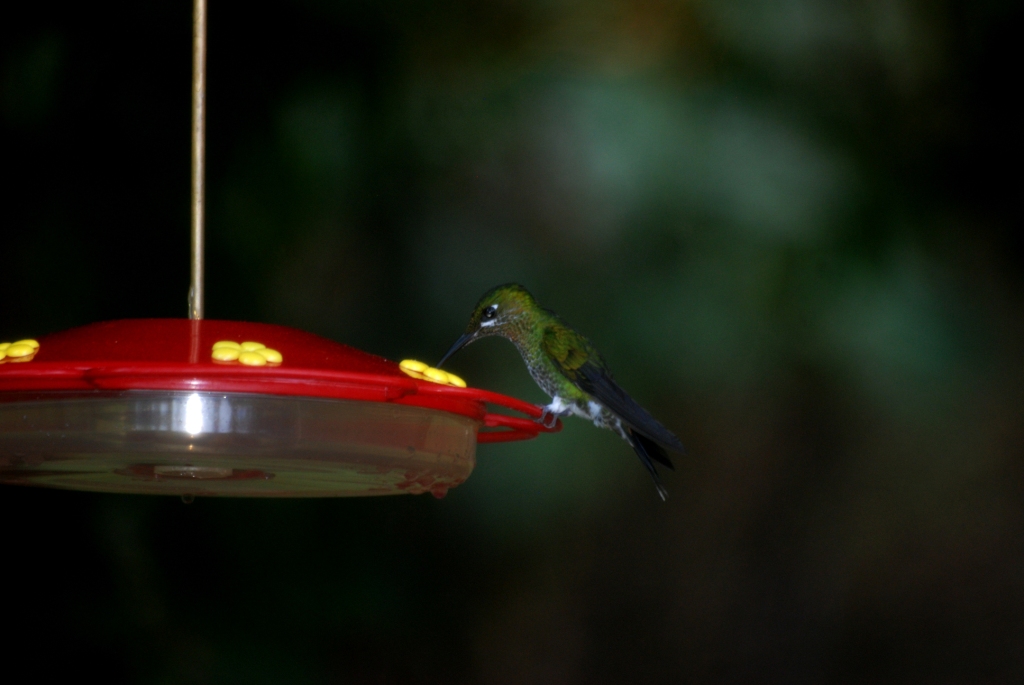 Green-crowned Brilliant at Curi Cancha, 20/04/14
