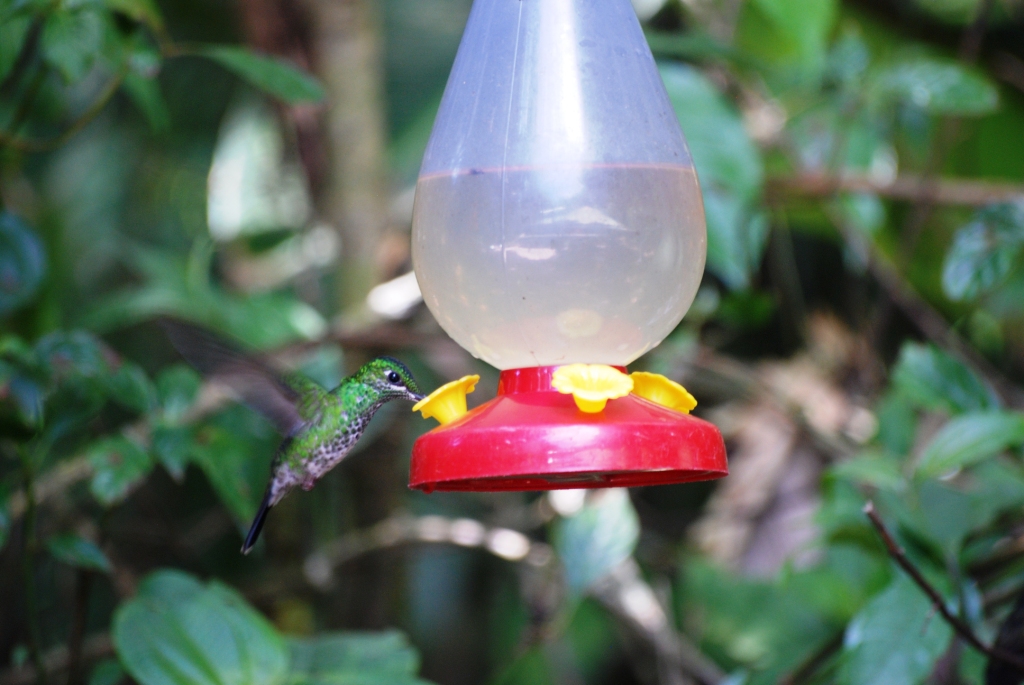 Green-crowned Brilliant at Monteverde Hummingbird Gallery, 20/04/14