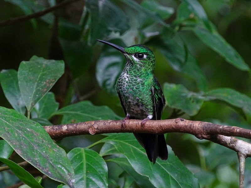 Green-crowned brilliant, female