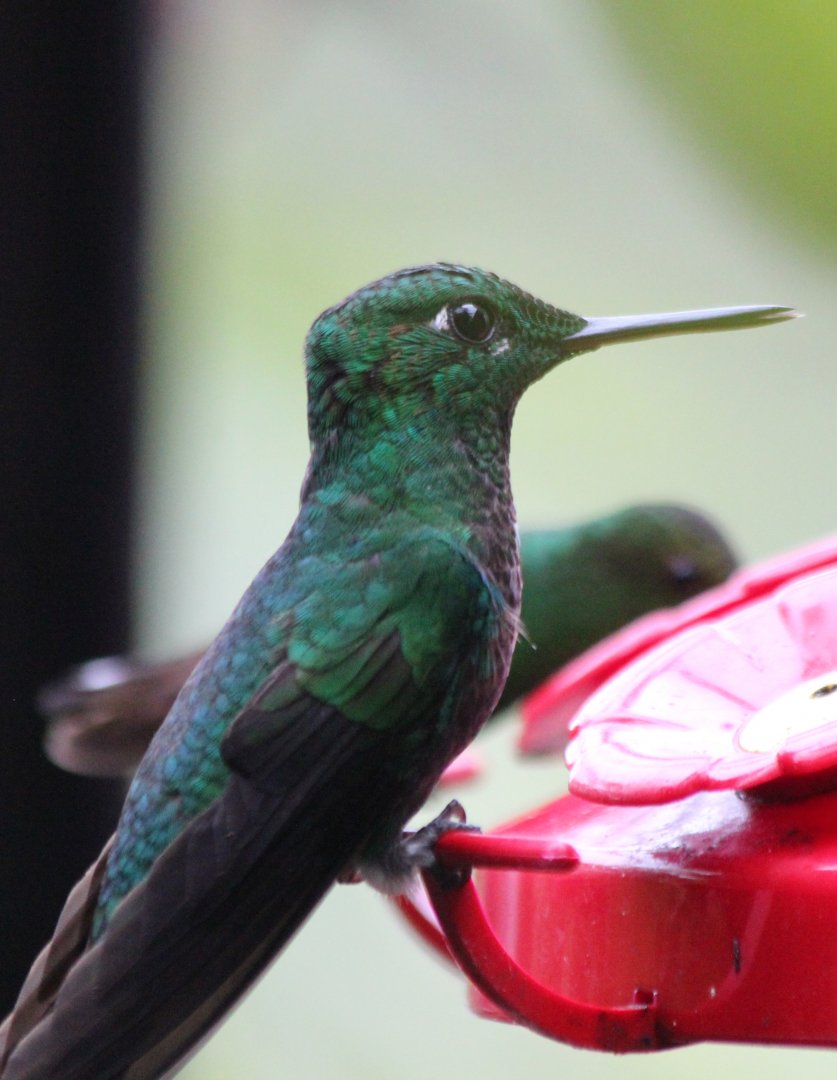 Green Crowned Brilliant Hummingbird - Mar 2019