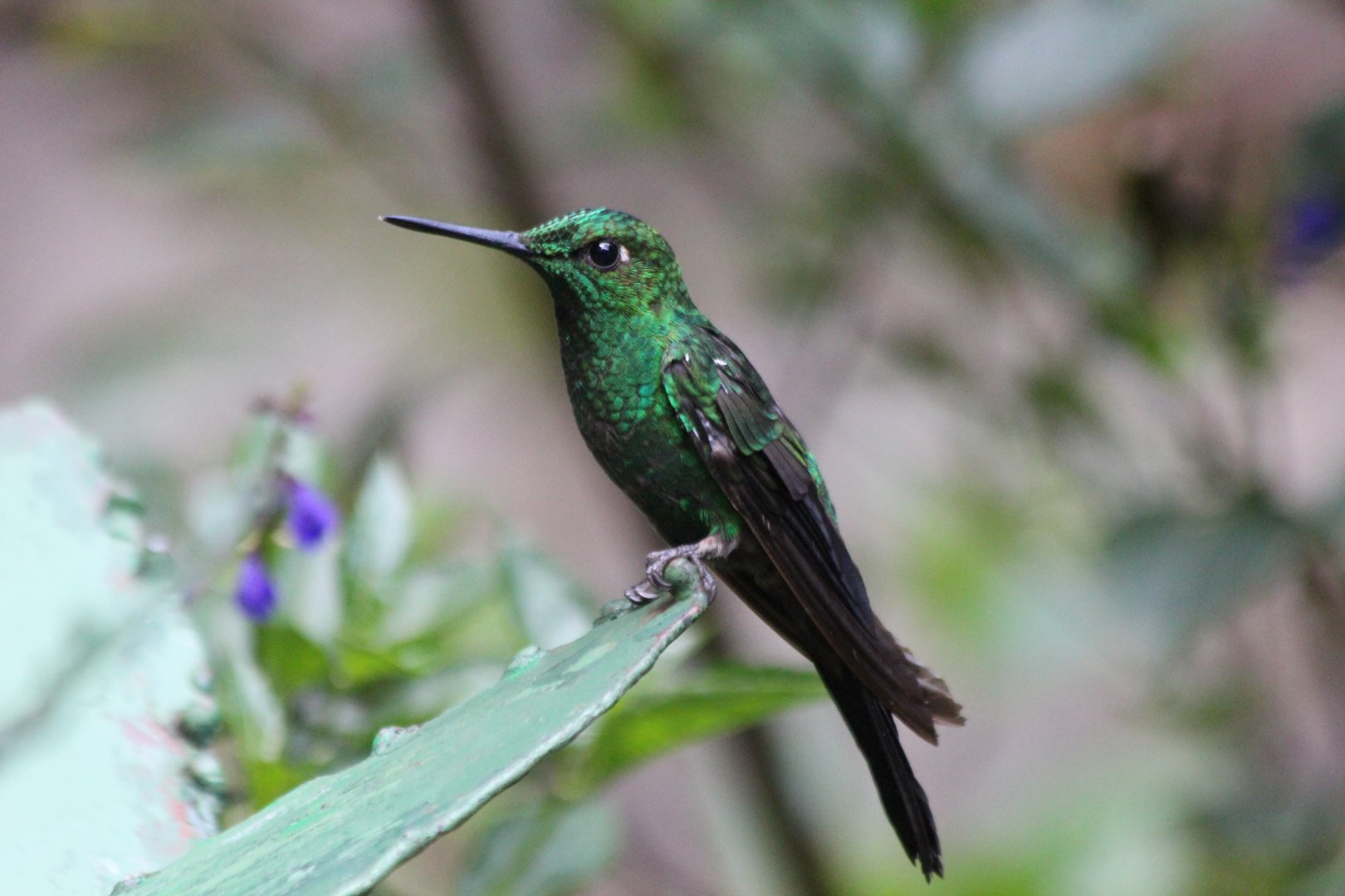Green-crowned Brilliant Hummingbird - Mar 2019