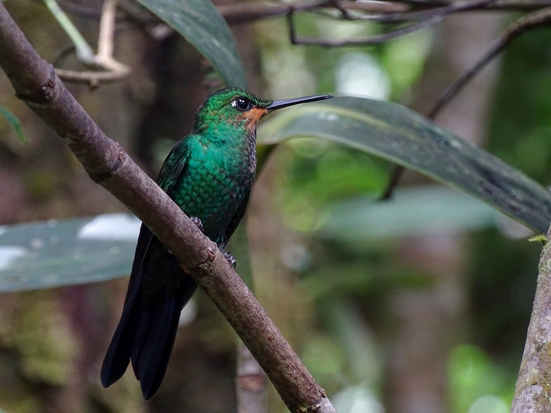 Green-crowned brilliant, juvenile