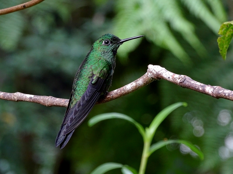 Green-crowned brilliant, male