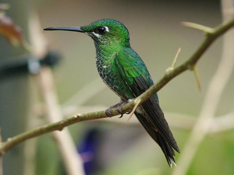 Green-crowned Brilliant