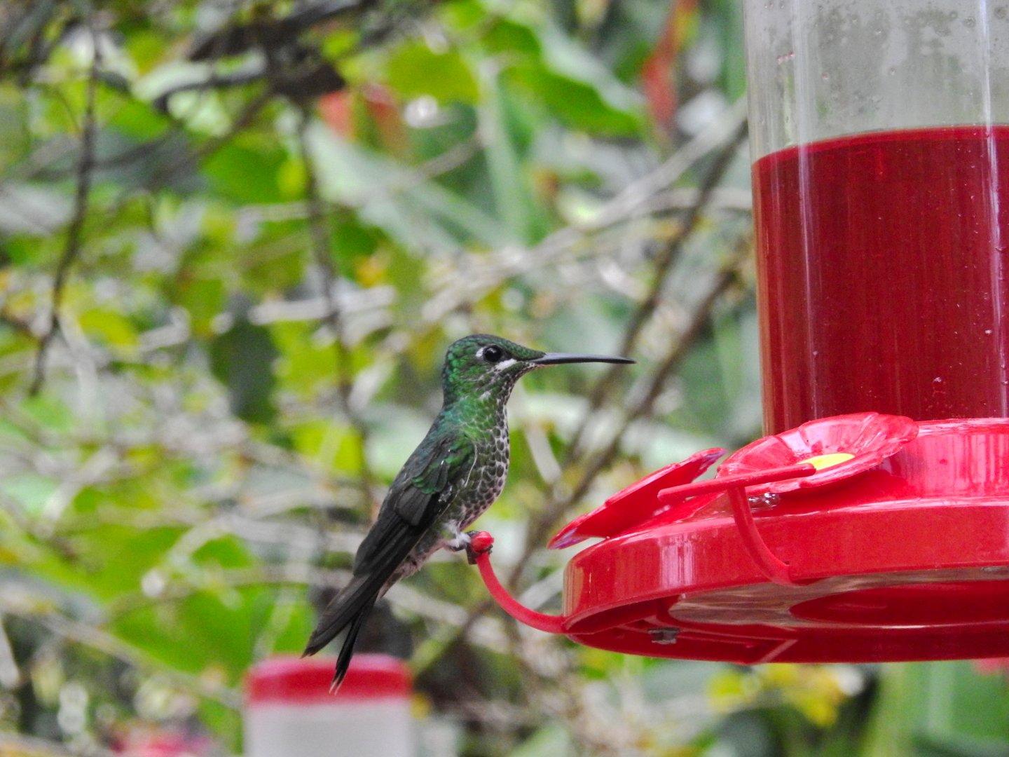 Green Crowned Brilliant