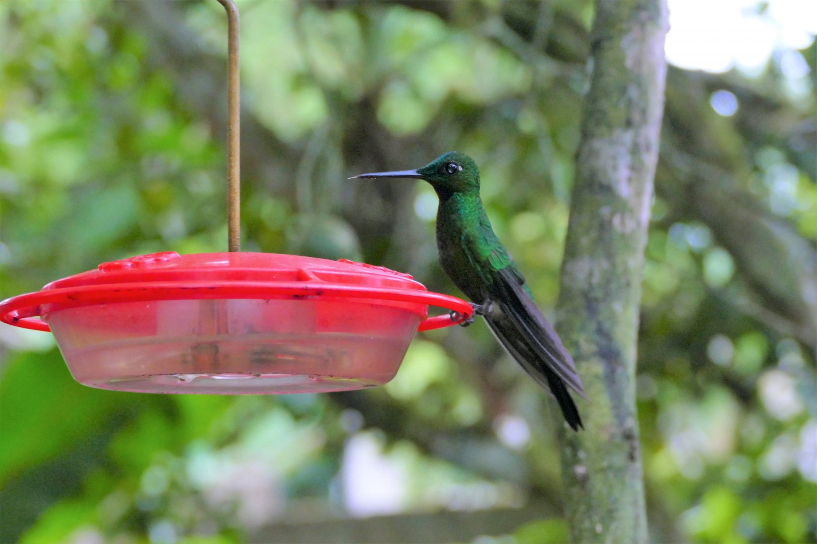 Green-crowned Brilliant