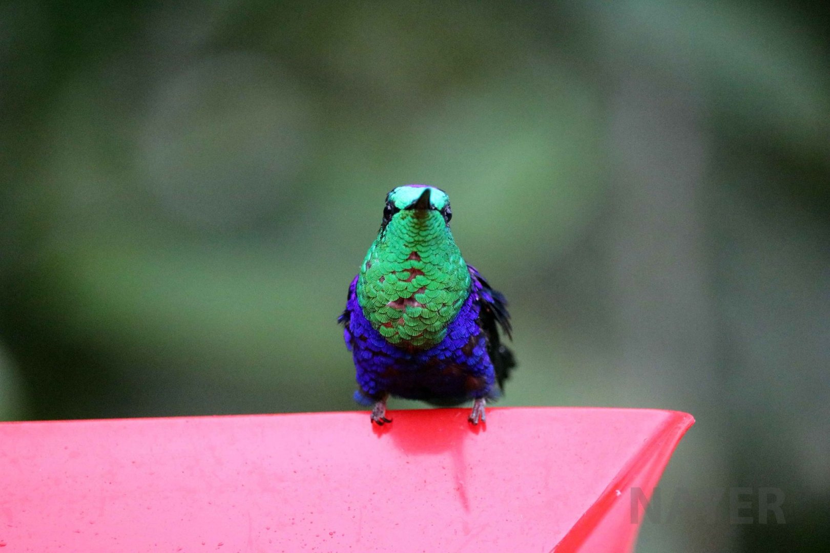 Green-crowned woodnymph, May 2016