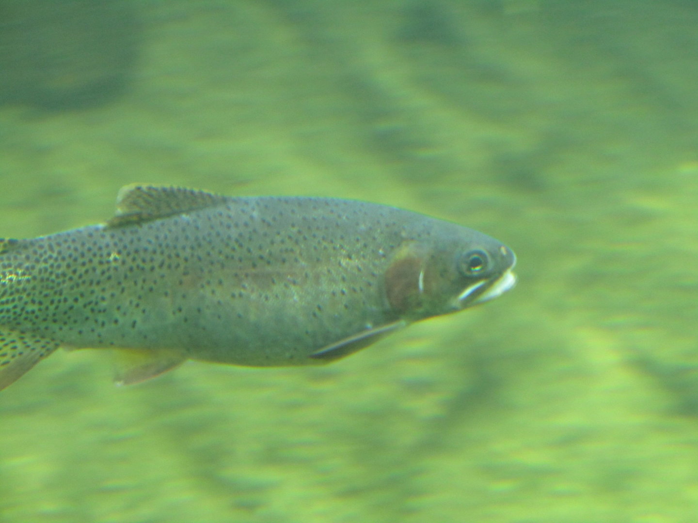 Green Cutthroat Trout