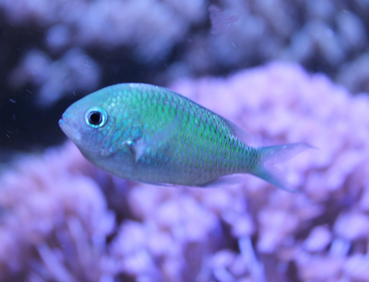 Green damselfish