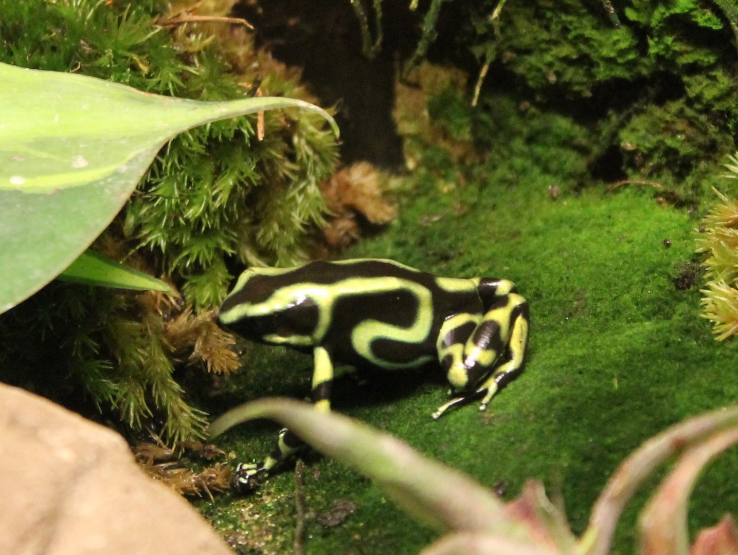 Green dart frog