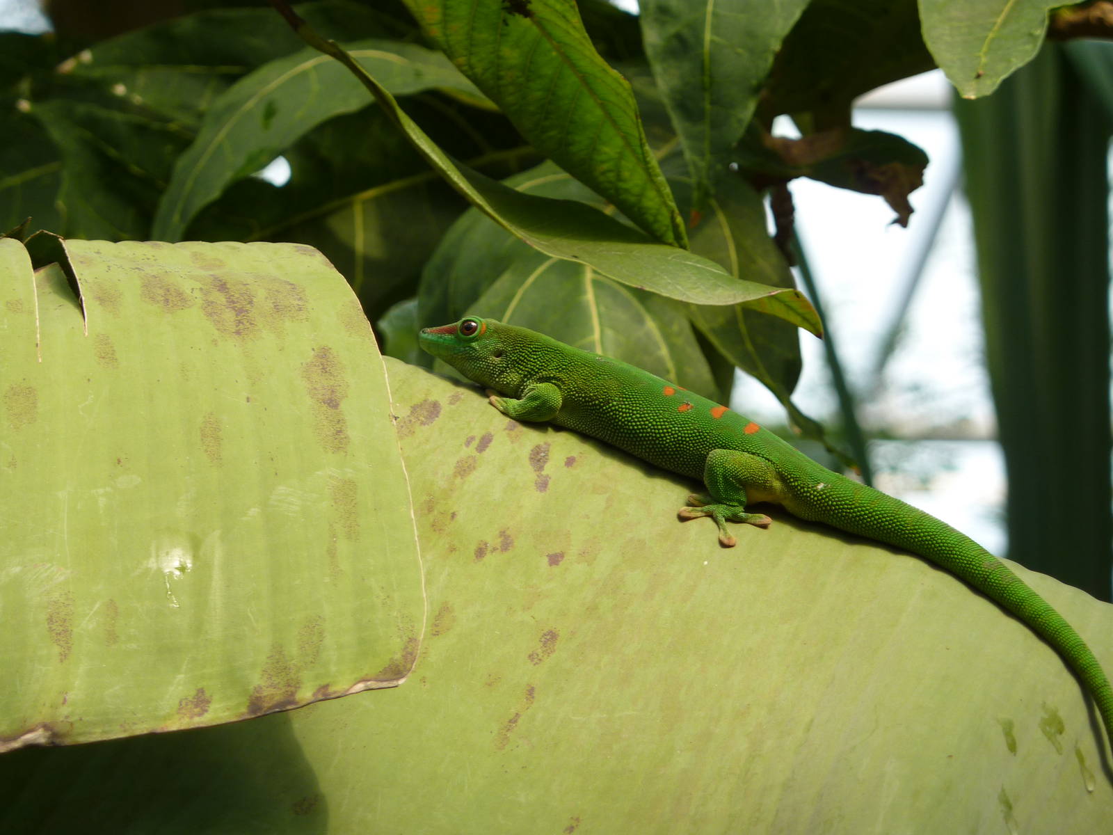 Green day gecko in Masoala