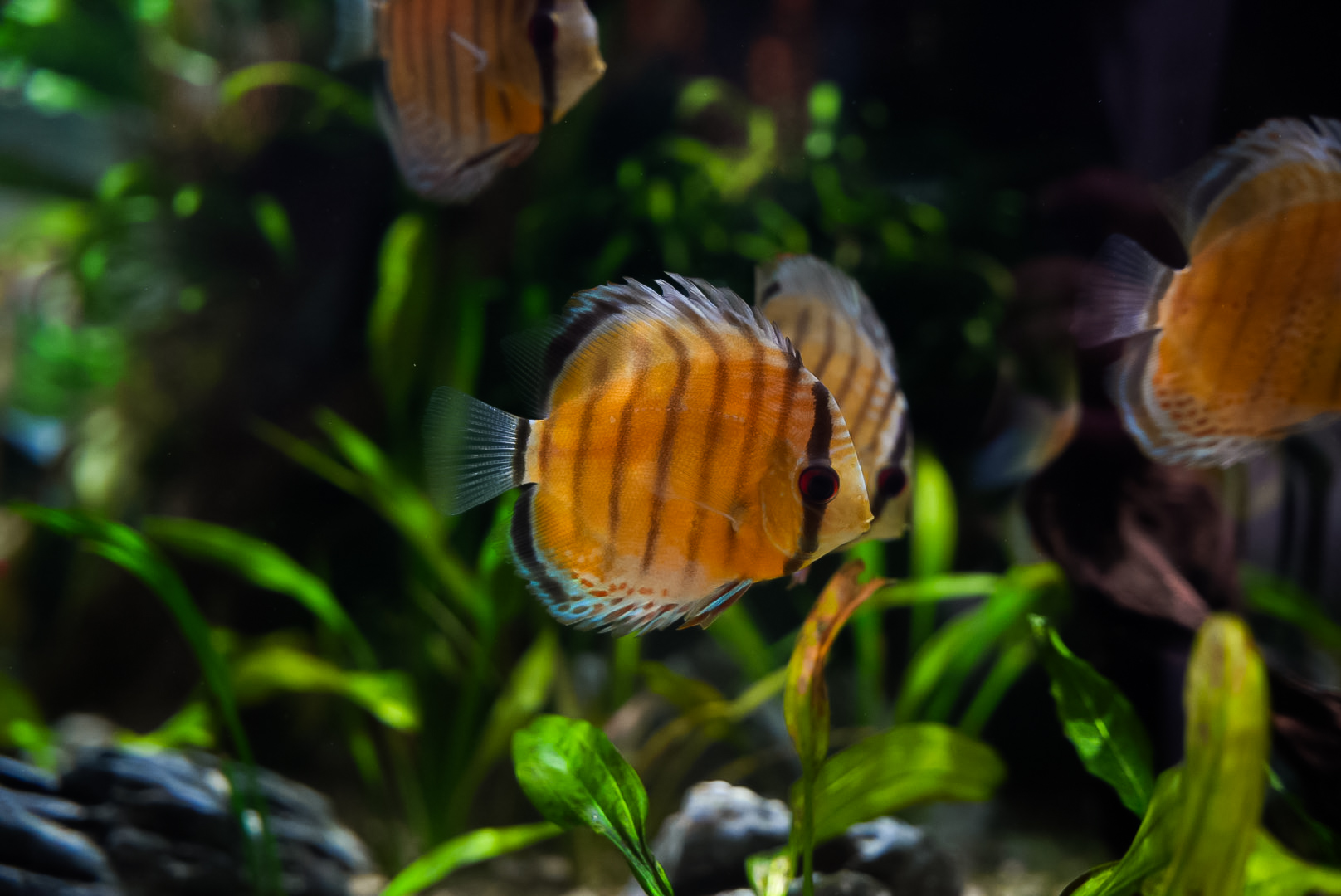 Green Discus (Amazon Spheres)