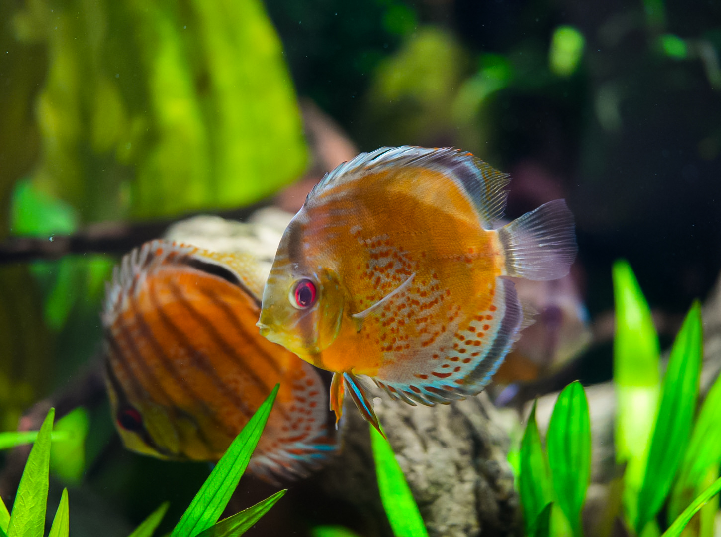 Green Discus (Amazon Spheres)