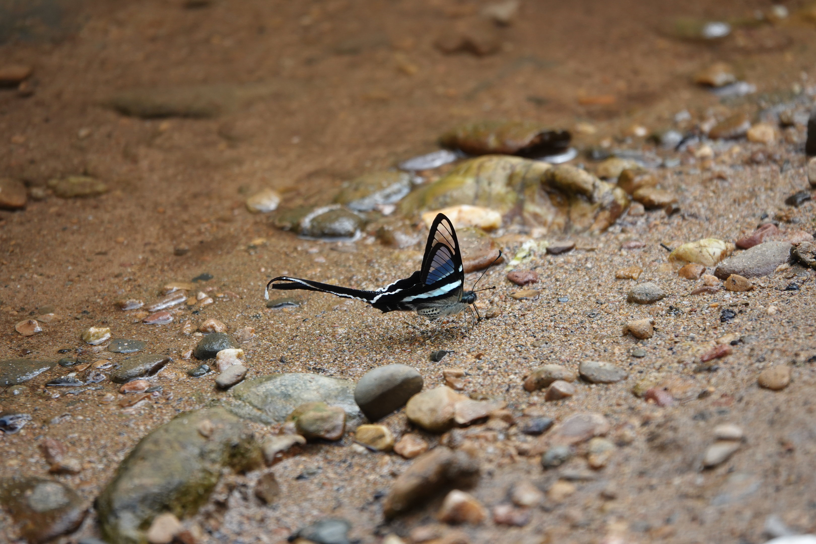 Green Dragontail Butterfly