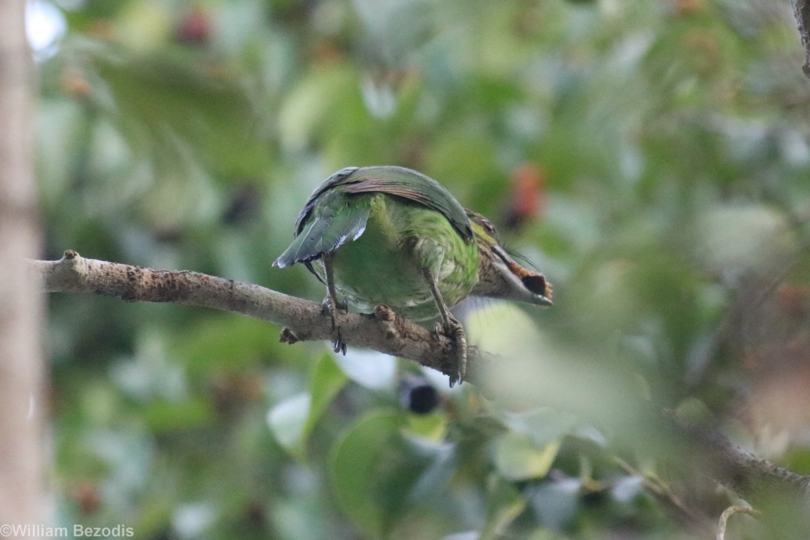 Green-eared Barbet - Khao Yai National Park