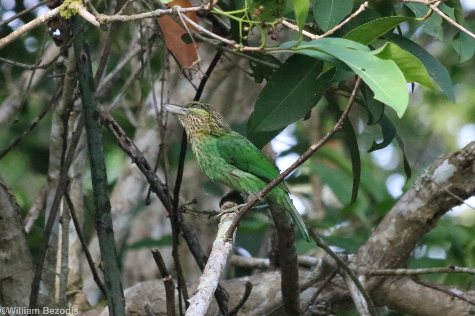 Green-eared Barbet - Khao Yai National Park