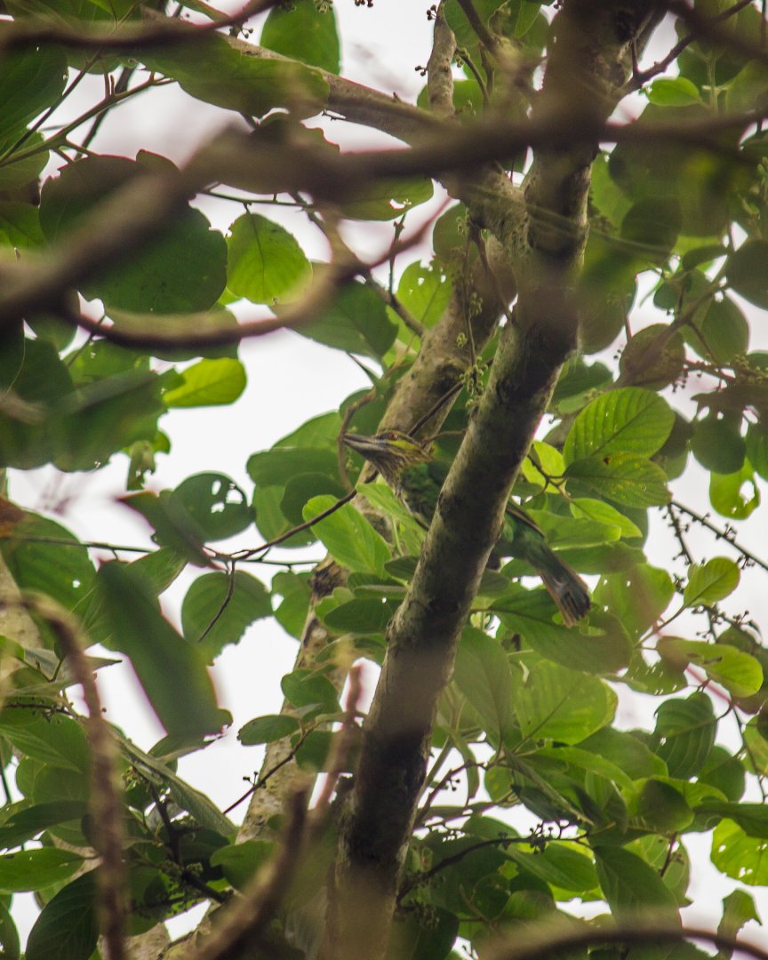 Green-eared barbet, Psilopogon faiostrictus