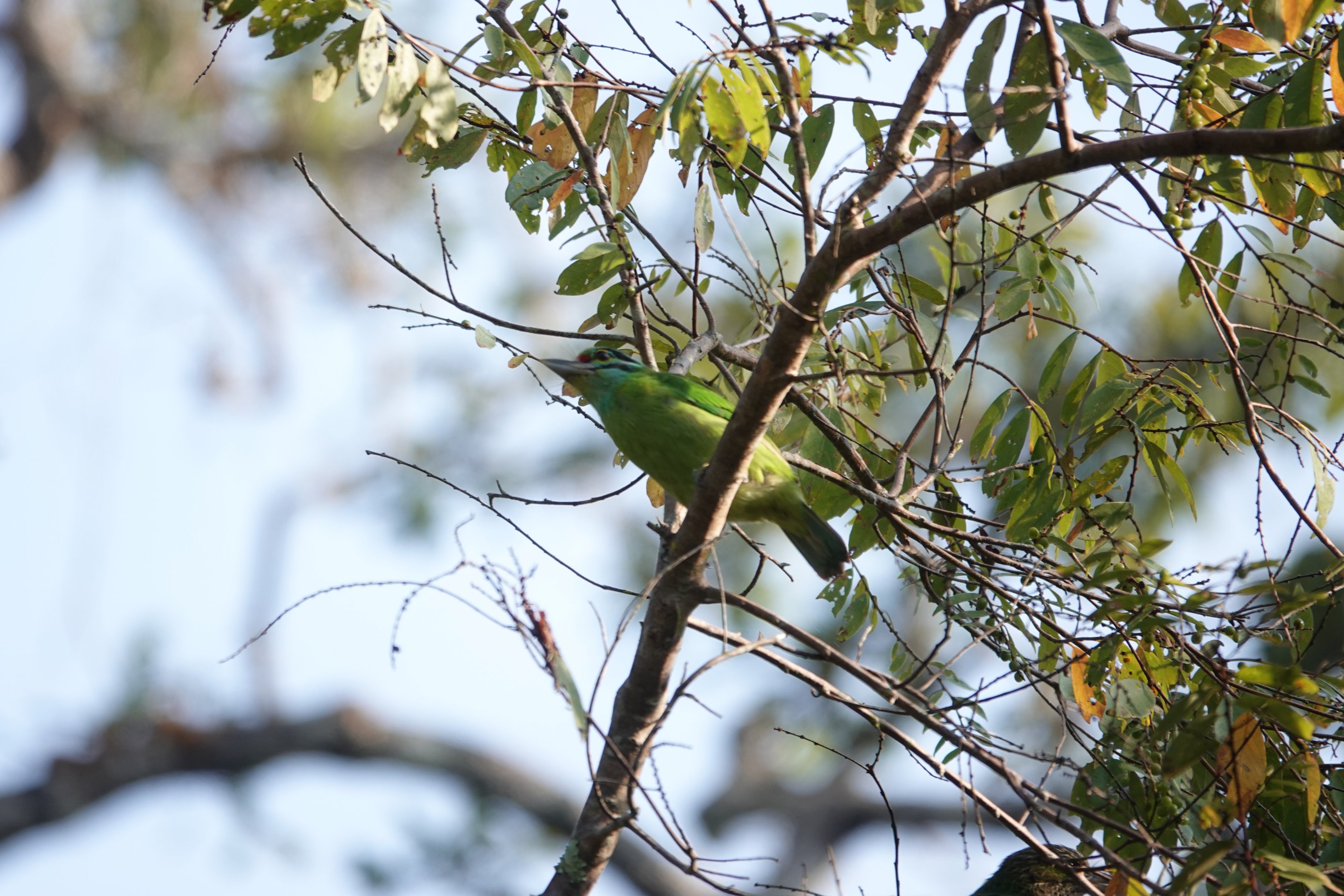 Green-eared barbet