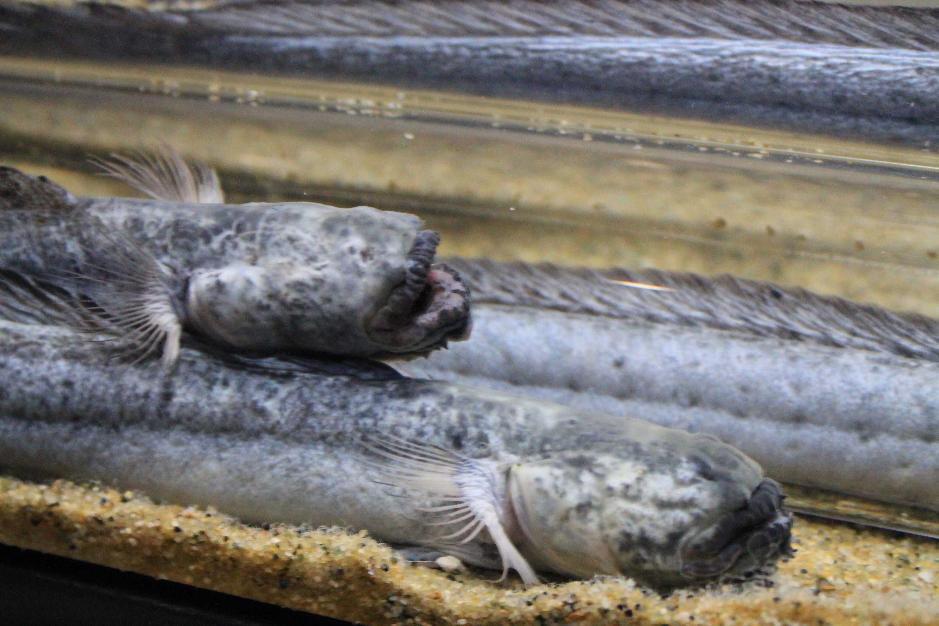 Green Eel Gobies (Odontamblyopus lacepedii)