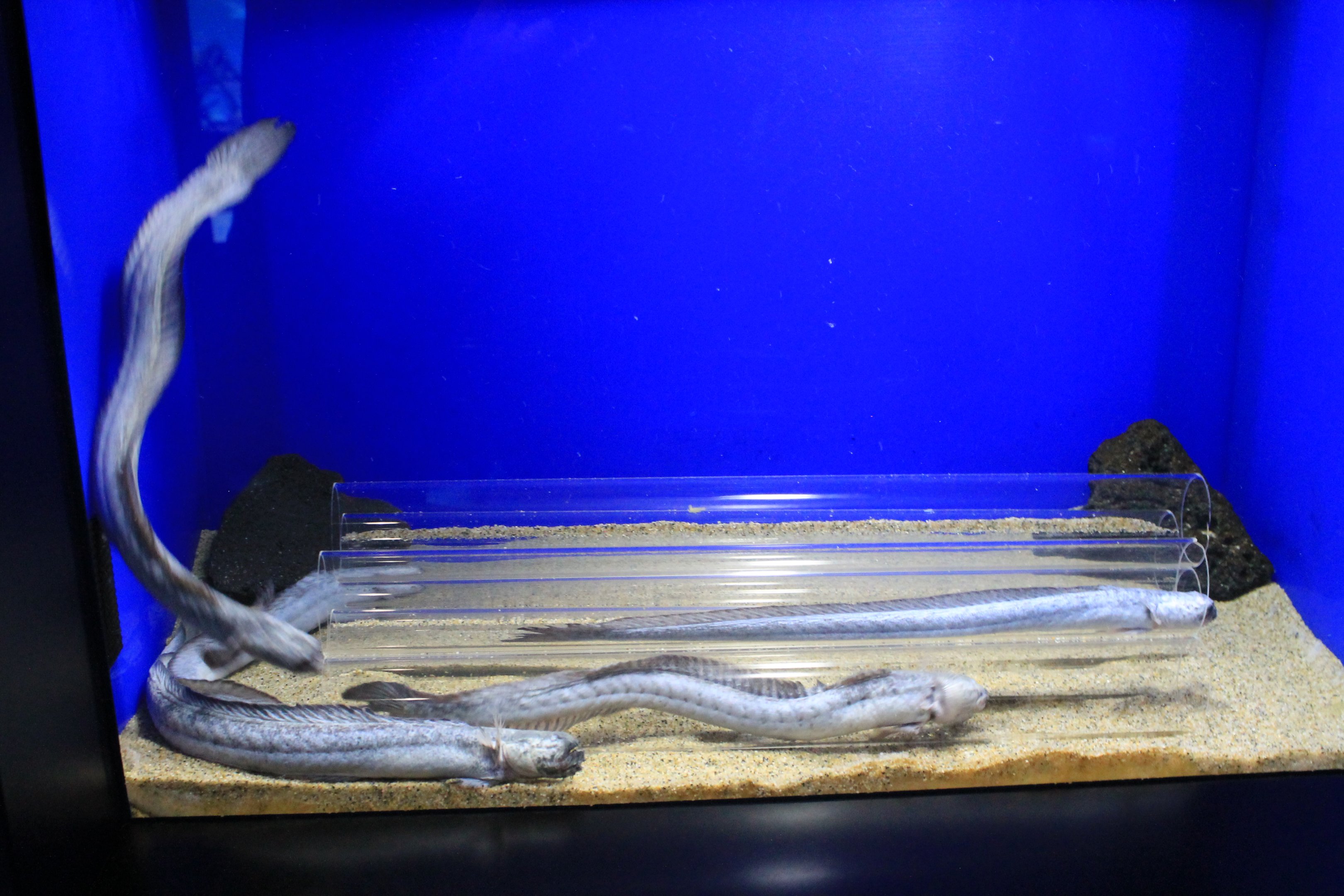 Green Eel Goby tank