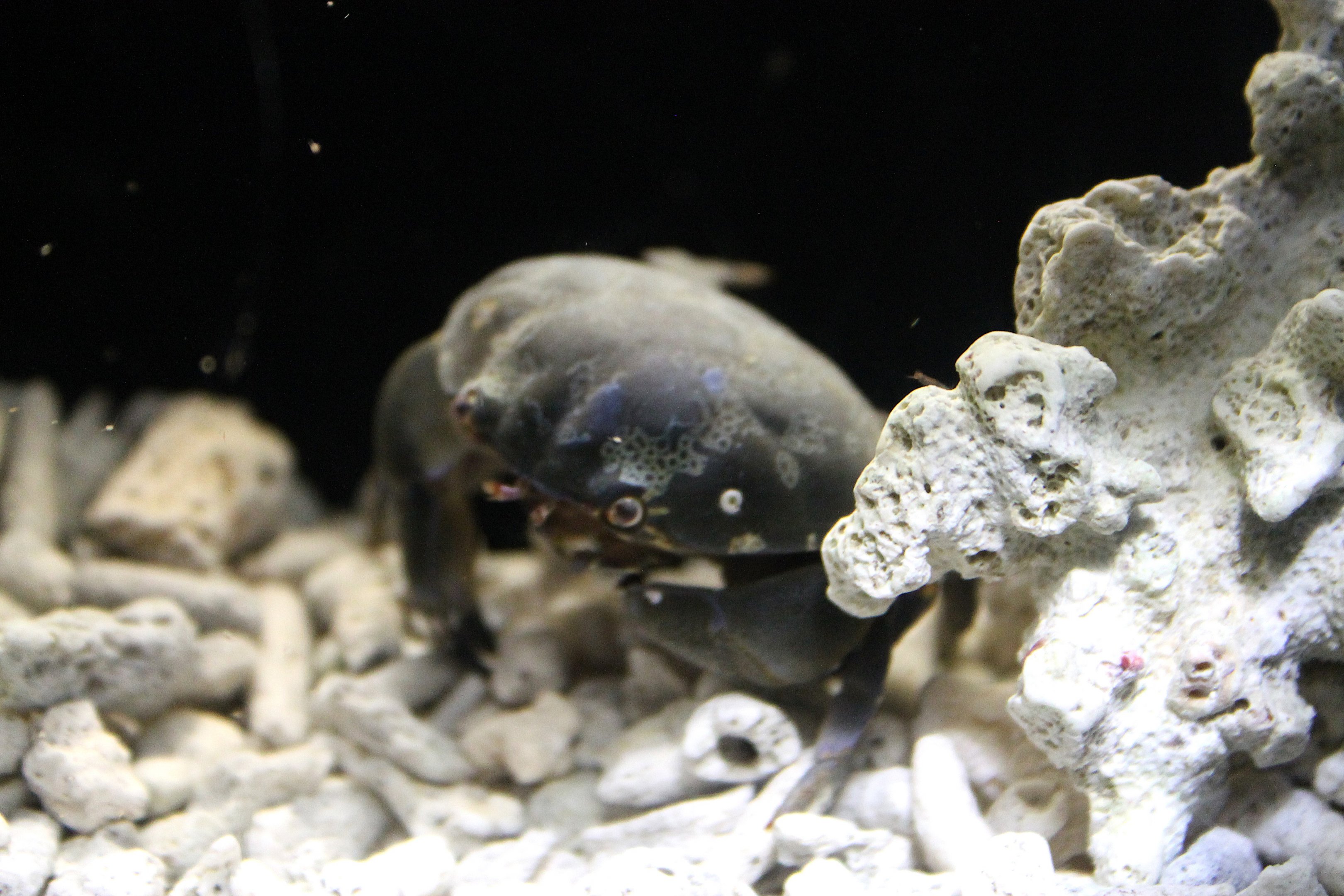 Green Egg Crab (Atergatus floridus)