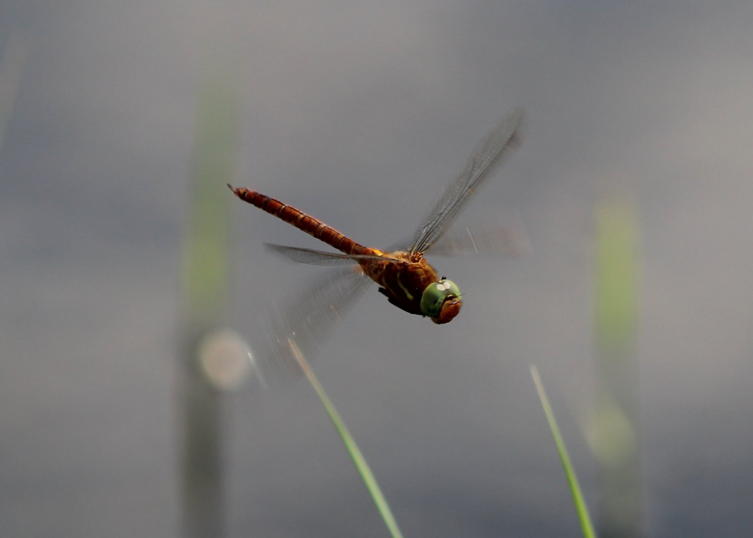 Green-eyed hawker