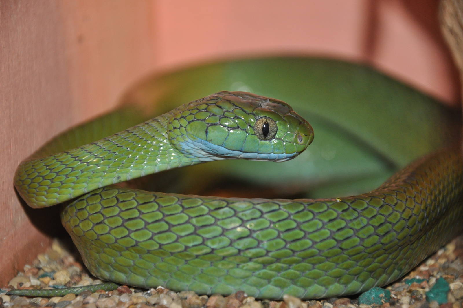 Green-eyed snake/ Boiga cyanea