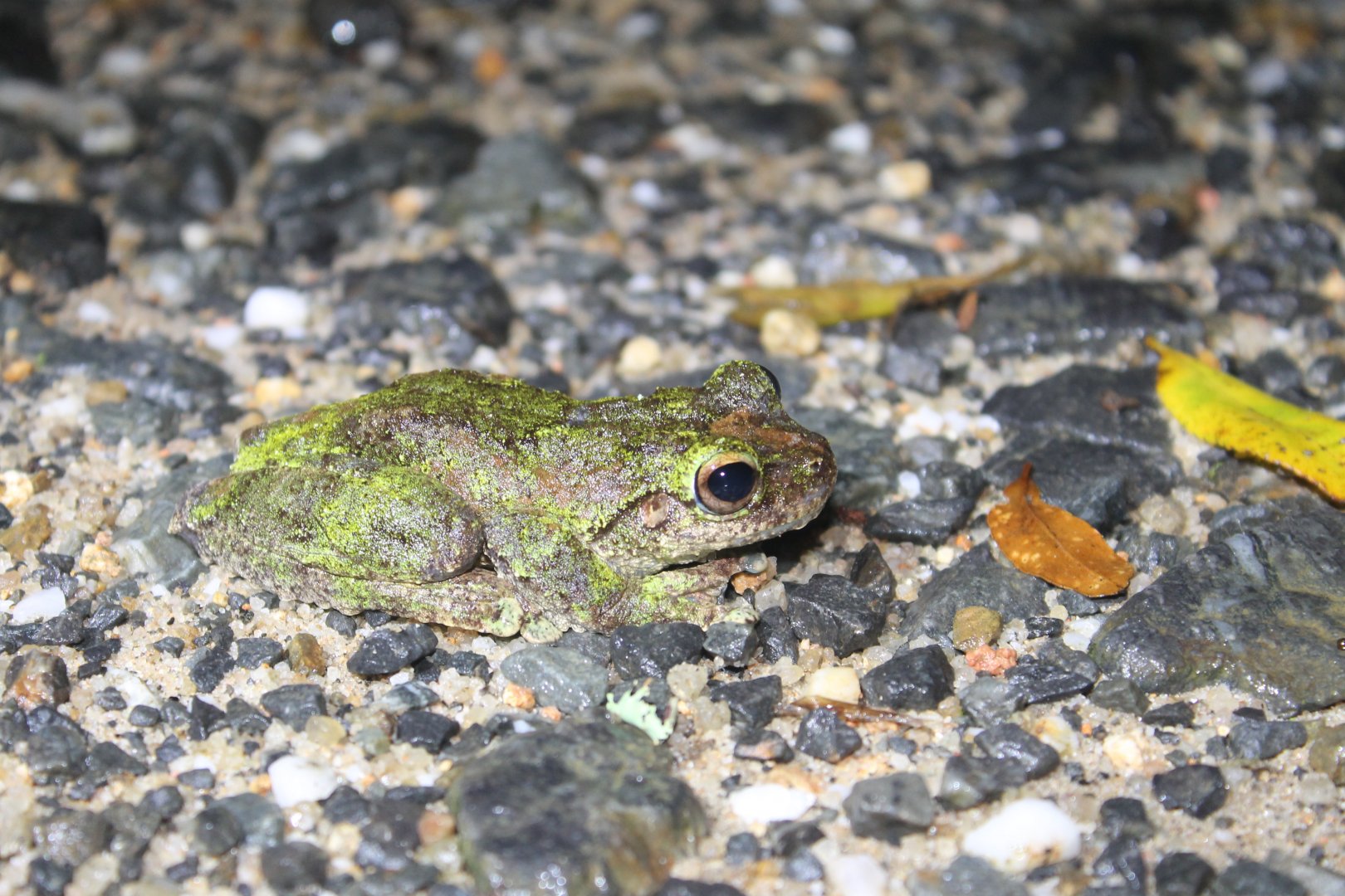 Green-eyed Treefrog (Litoria serrata)