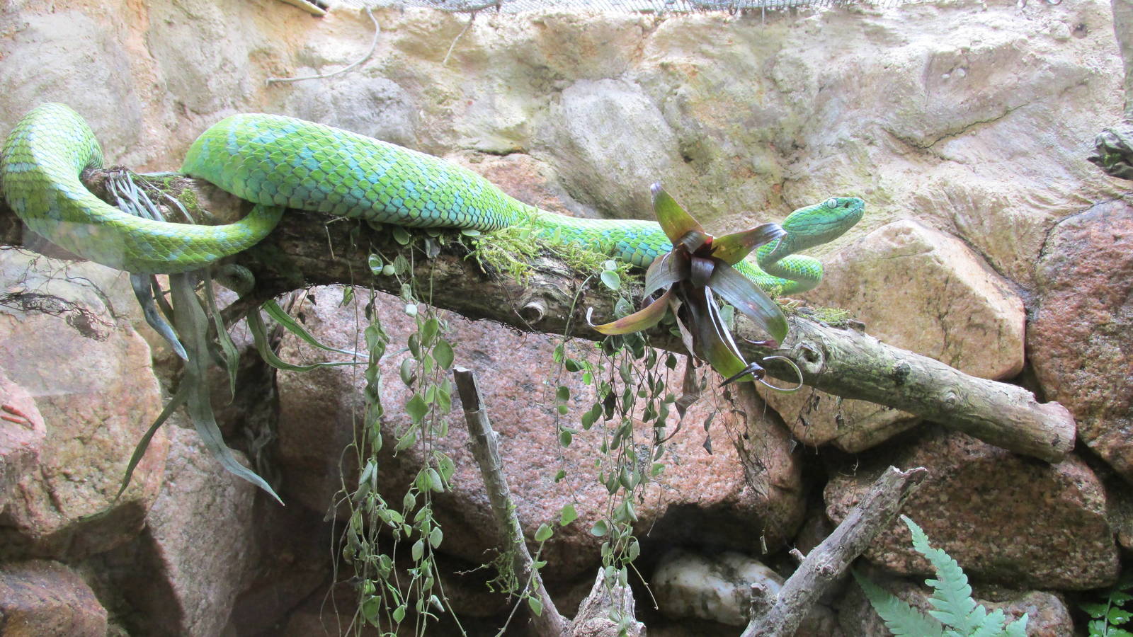 green fer de lance bothriechis bicolor zoomat